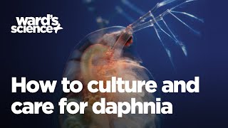 Caring and Culturing for Daphnia [upl. by Adnuahsor]