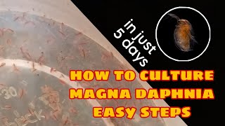 How to Culture Magna Daphnia Easily [upl. by Lorens712]