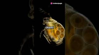 How to culture Daphnia for your Aquarium [upl. by Gruber671]