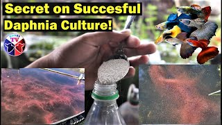 How to Culture Daphnia Successfully [upl. by Swirsky231]