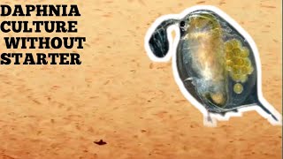 HOW TO CULTURE DAPHNIA NATURALLY WITHOUT A STARTER [upl. by Aritak]