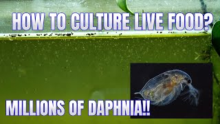 How to Culture Daphnia Secret Method to Breed MILLIONS  Simply Aquatic [upl. by Swanhildas]