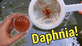 How I Culture Daphnia In Outdoor Tubs [upl. by Jr601]