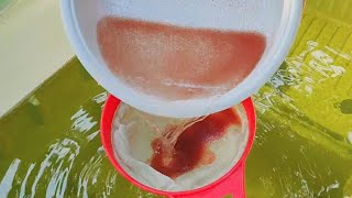 How to culture daphnia  Daphnia culture  How to grow daphnia outdoor [upl. by Ameerahs970]