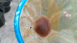 How to culture daphnia moina in a small container Part 1 English Subtitle [upl. by Enelad835]