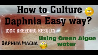 Daphnia MagnaHow to Culture Daphnia Easy wayCulturing Daphnia using Green water Daphnia [upl. by Annoeik]