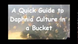 How to culture daphnia outside [upl. by Semaj844]