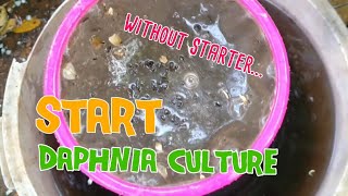 How to culture daphnia moina the easy way 1  Starting the Daphnia culture [upl. by Thatch831]