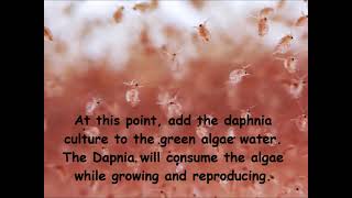 Daphnia  How to grow daphnia in your home [upl. by Faxen]