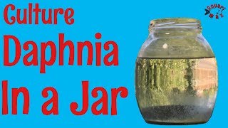 How to Culture Daphnia in a Jar [upl. by Buller346]