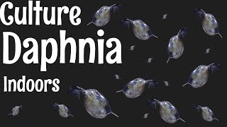 How to Culture Daphnia [upl. by Elvyn]