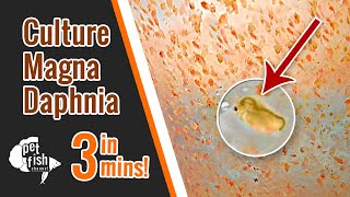 How to culture DAPHNIA MAGNA  The easy way [upl. by Nalat]