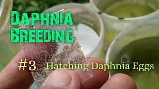 Daphnia Culture made simple and easy 3  Hatching Daphnia eggs [upl. by Briney]