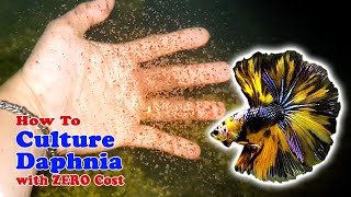 How to Culture Daphnia with ZERO Cost  Unlimited Live Food For Our Fish [upl. by Mala861]