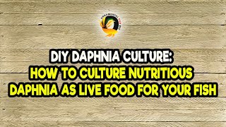 DIY Daphnia Culture How to Culture Nutritious Daphnia as Live Food for Your Fish [upl. by Marybelle]