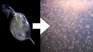 How I Culture Daphnia [upl. by Akimert]