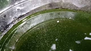 DAPHNIA MOINA CULTURE IN A SMALL BUCKET [upl. by Marius752]