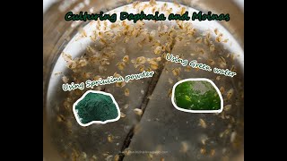 How To Culture Daphnia and Moinas using Green Water Spirulina powder [upl. by Dnalram351]