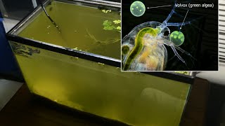 Raising Daphnia for the Freshwater Aquarium [upl. by Attiuqal]