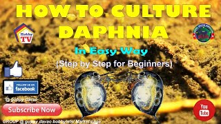 HOW TO CULTURE DAPHNIA In Easy Way [upl. by Hildy]